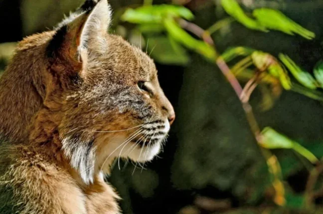 A bobcat standing in tall grass, used in a federal wildlife trafficking case
