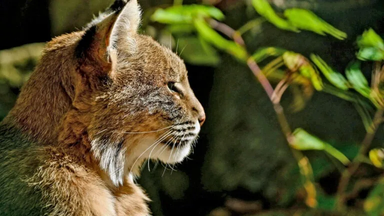 A bobcat standing in tall grass, used in a federal wildlife trafficking case