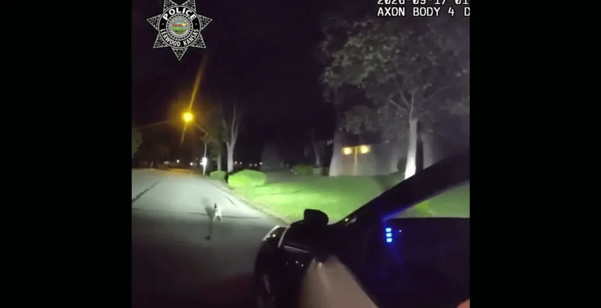 A leashed dog standing in a road helped police find a homeowner who needed medical help